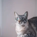 meet nala cat: the instagram star with a ton of fo - tymoff