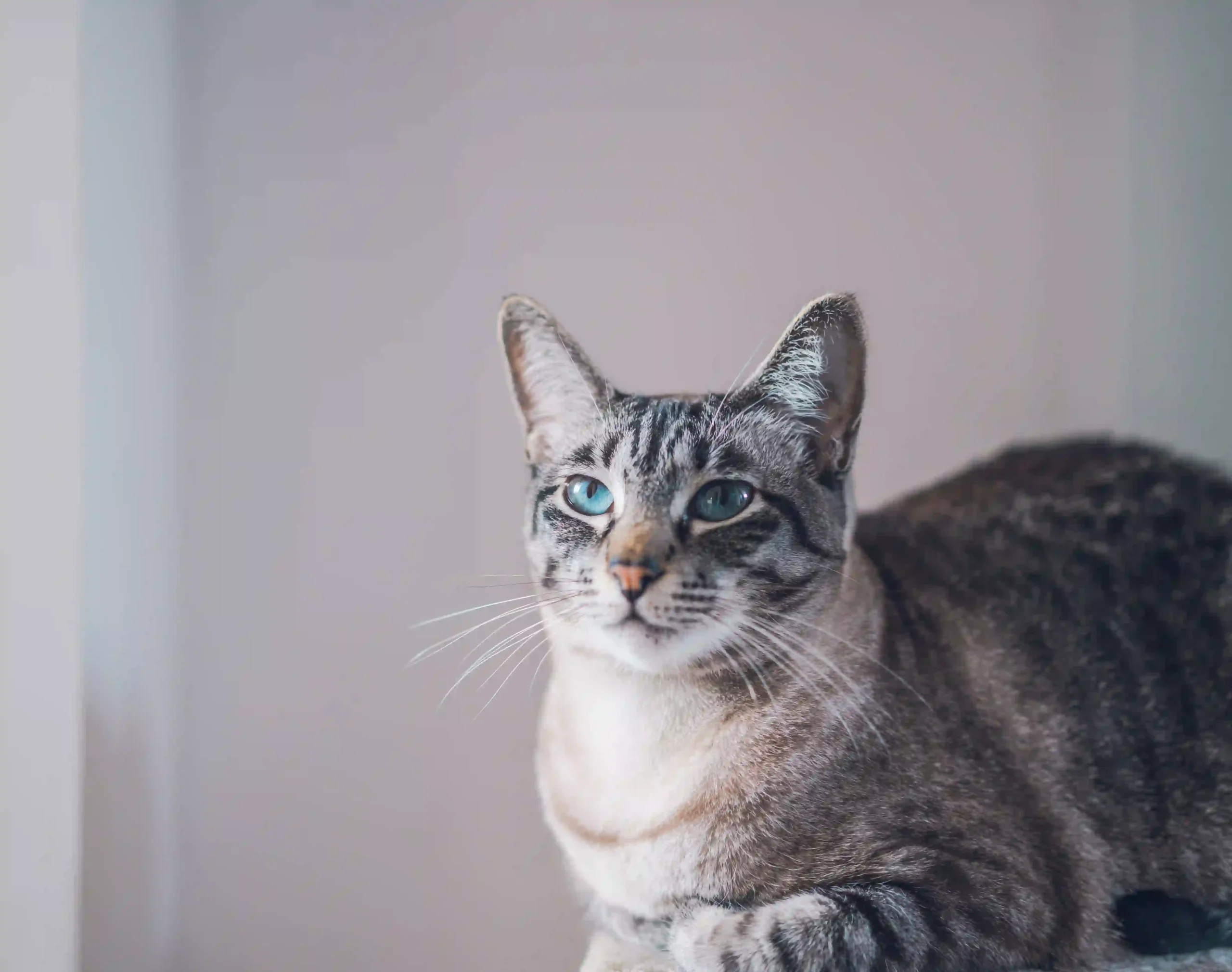 meet nala cat: the instagram star with a ton of fo - tymoff